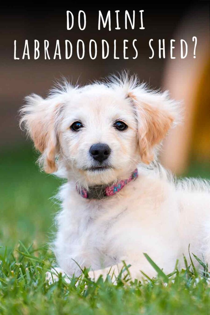 do mini labradoodles shed