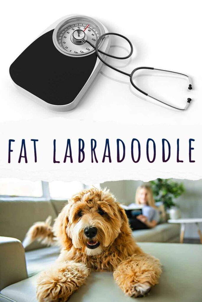 fat labradoodle