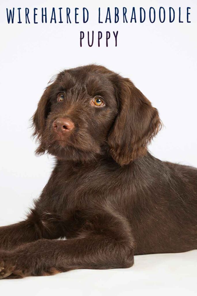 wirehaired labradoodle puppy