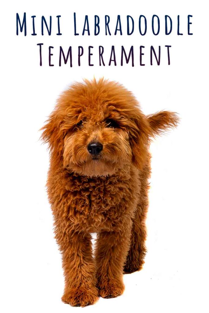 mini labradoodle temperament