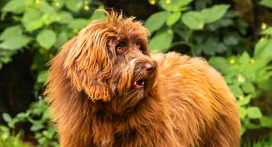 long haired labradoodle