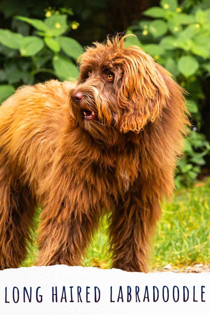 long haired labradoodle