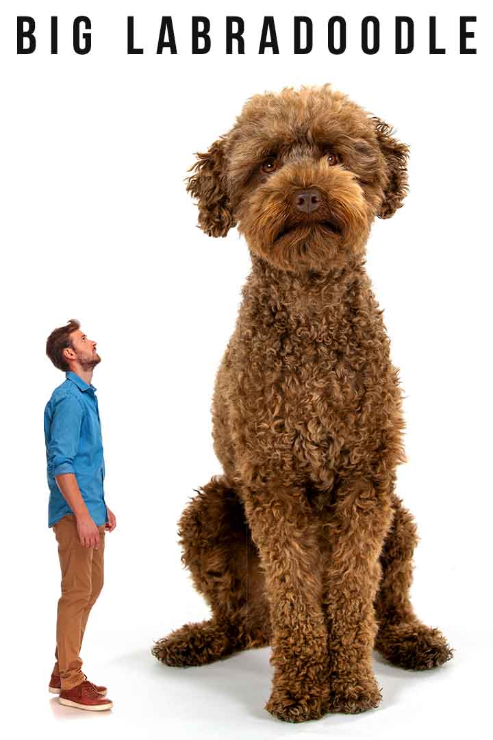 Big Labradoodle How Big Do Labradoodles Get?
