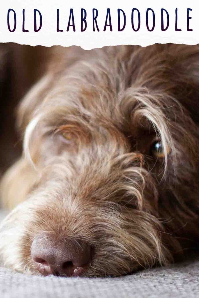 Old Labradoodle - How To Care For A Senior Labradoodle