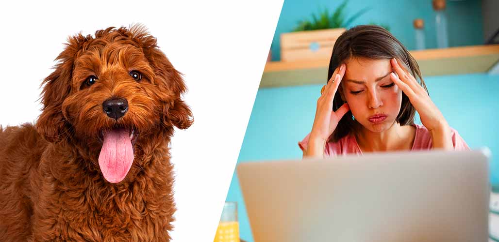 Labradoodle Puppies Archives