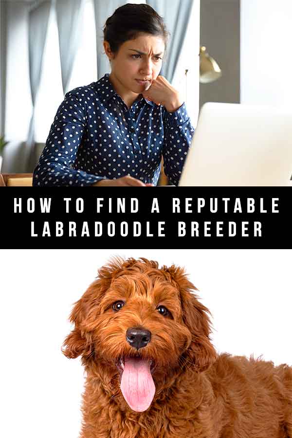 reputable labradoodle breeder