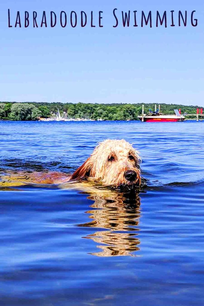 labradoodle swimming