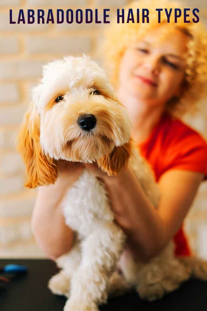 labradoodle hair types