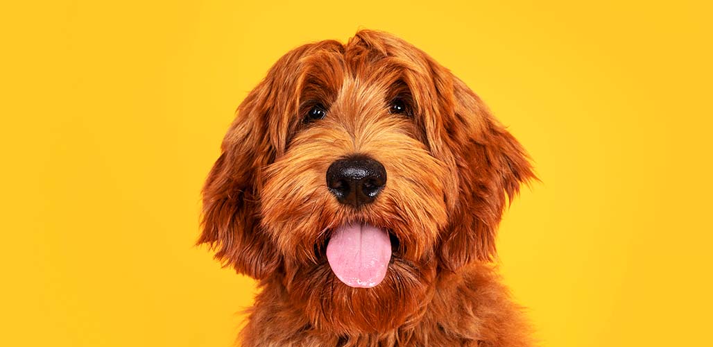 Orange Labradoodle Can Labradoodles Have Orange Fur?