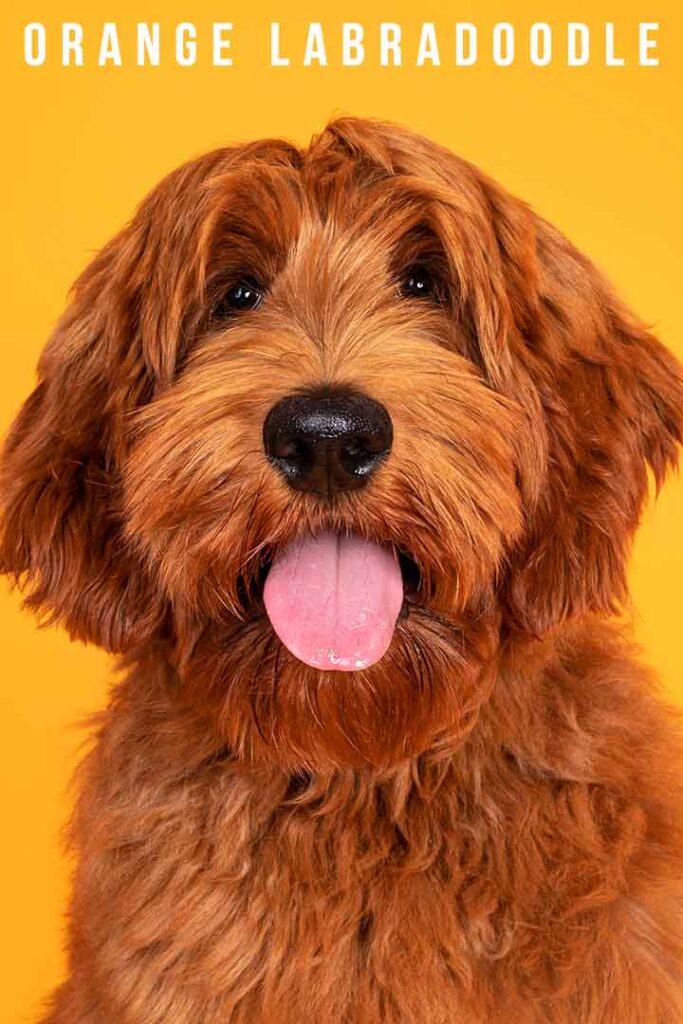 orange labradoodle