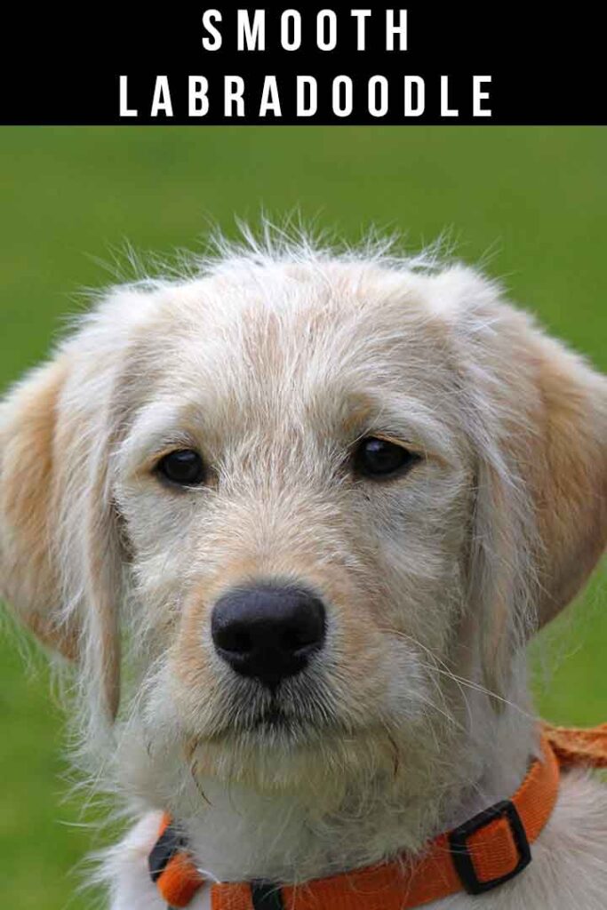 smooth labradoodle