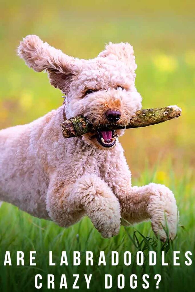 are labradoodles crazy dogs
