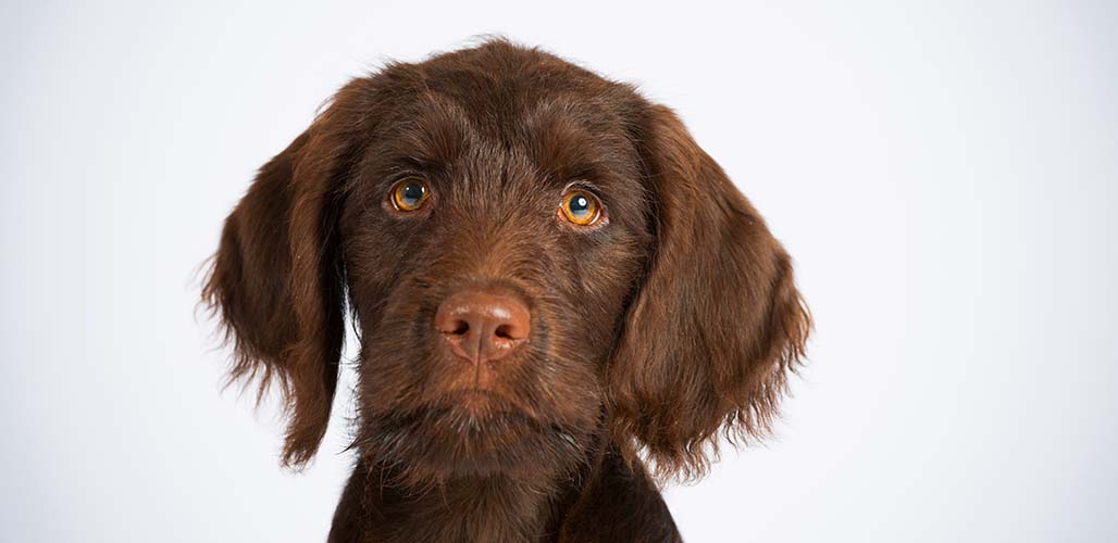 Flat Coated Labradoodle - Does A Flat Coat Labradoodle Exist?