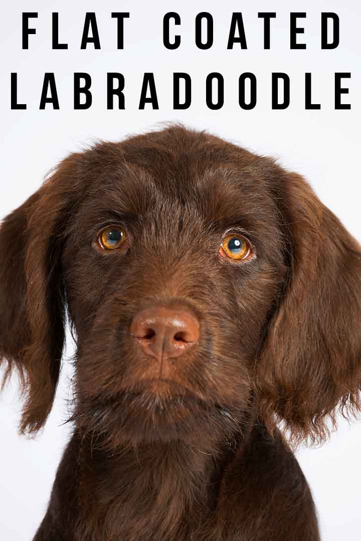 Flat Coated Labradoodle Does A Flat Coat Labradoodle Exist?
