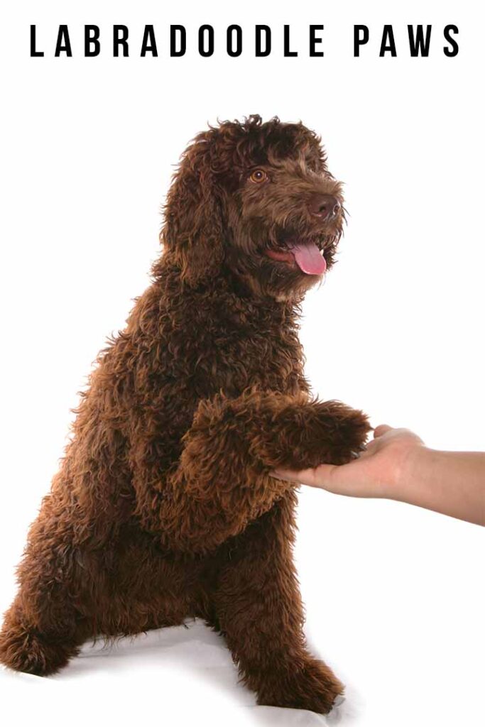 labradoodle paws