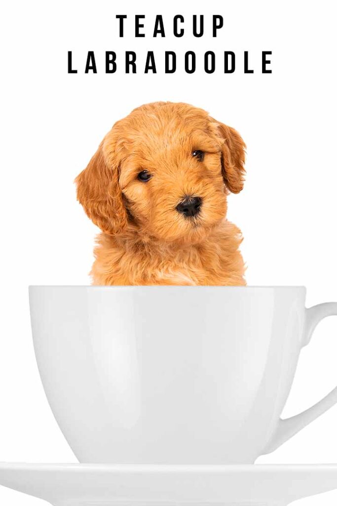 teacup labradoodle