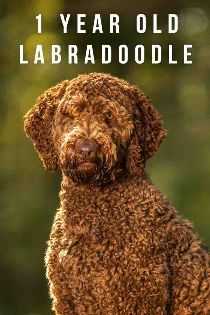 1 year old labradoodle