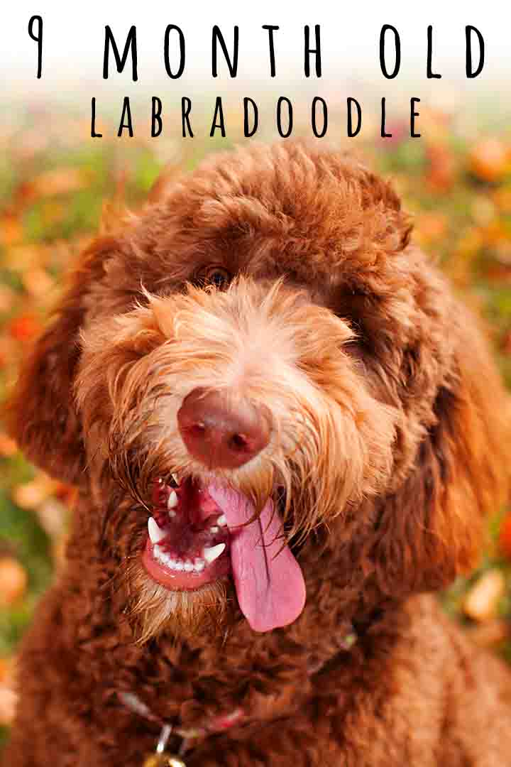 9 Month Old Labradoodle Size, Care and Feeding Guide