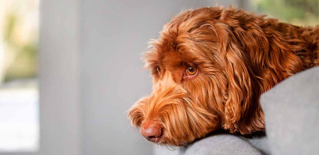 how long can labradoodles be left alone. labradoodle sad and alone