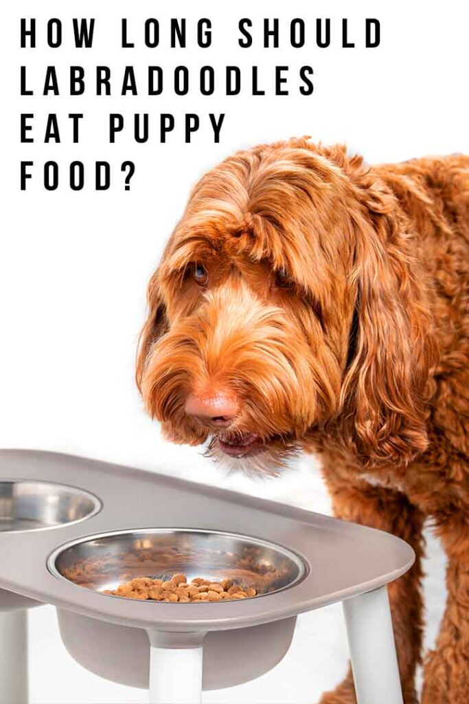 how long should i feed my dog puppy food