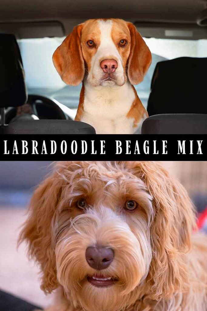 labradoodle beagle mix