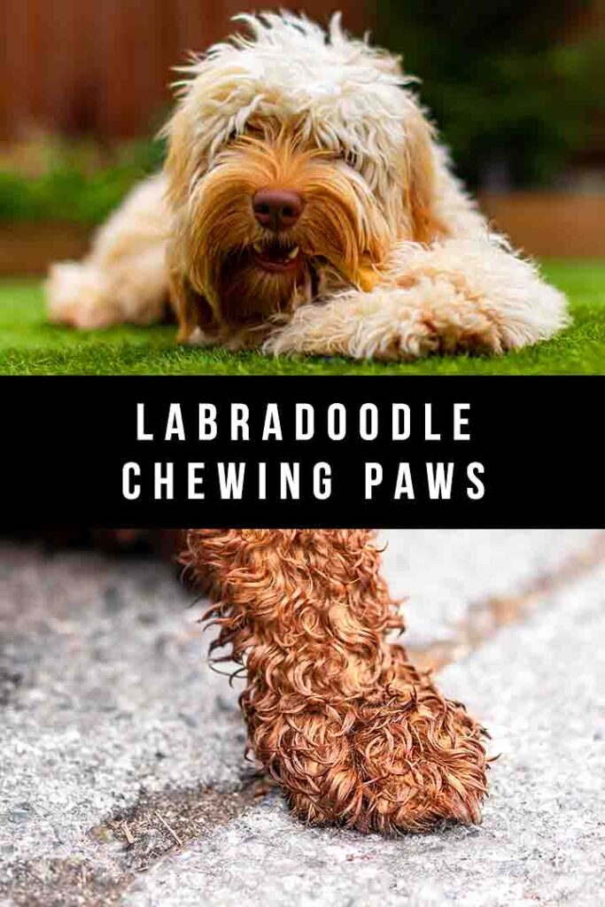 labradoodle chewing paws