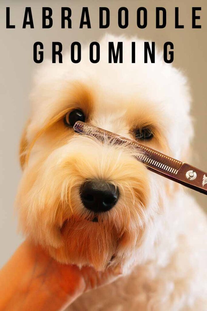 how often should i get my labradoodle groomed