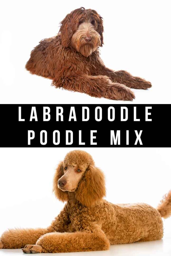 labradoodle poodle mix