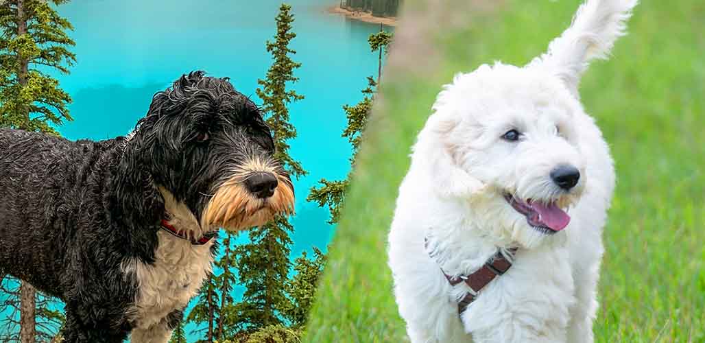 how much portuguese water dog
