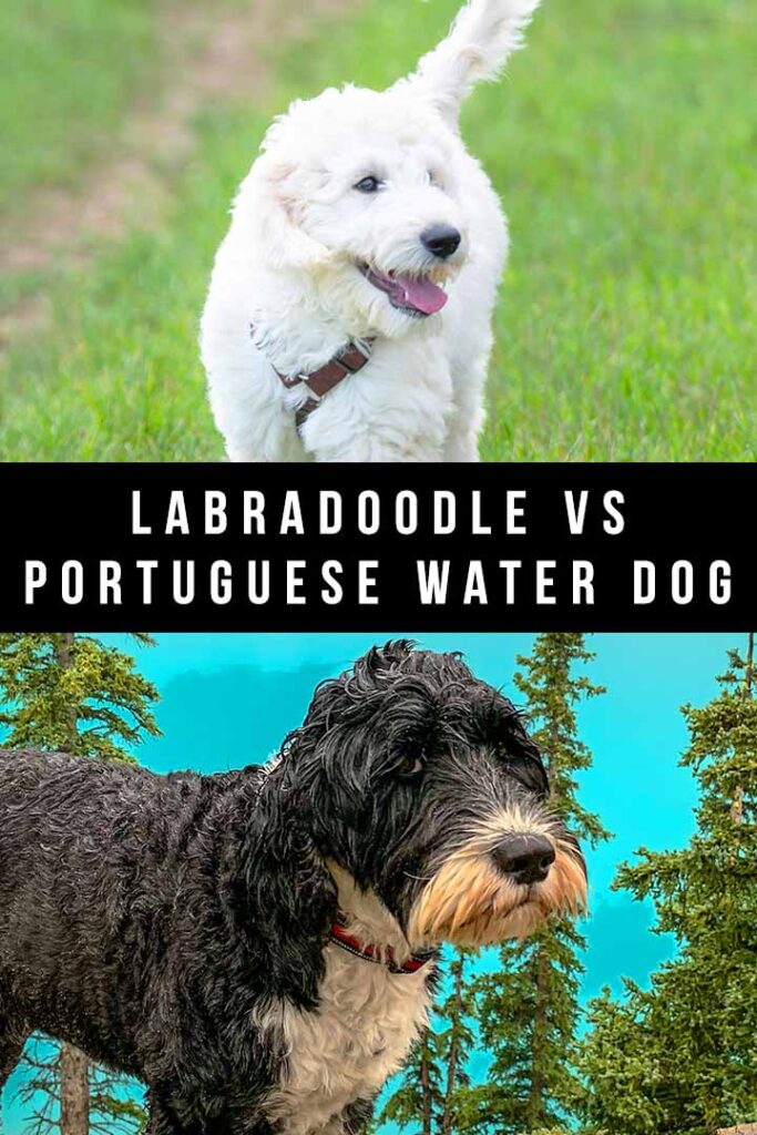 labradoodle vs portuguese water dog