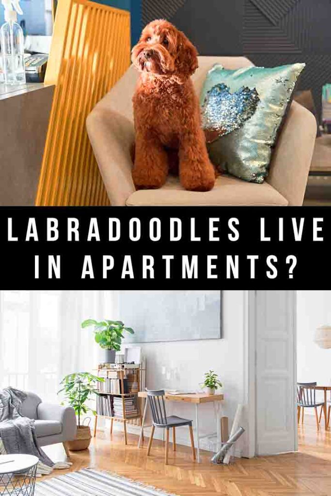 labradoodle living in apartment