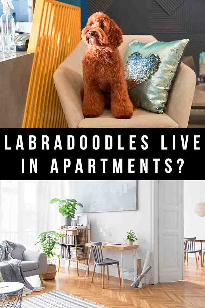 Can Labradoodles Live In Apartments Happily?