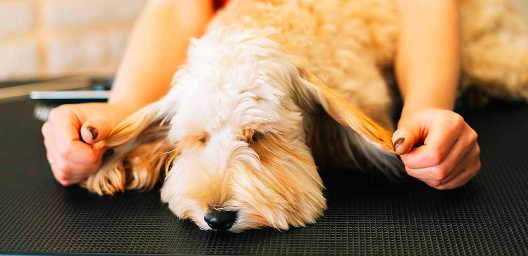 Labradoodle Ears Your Complete Care Guide