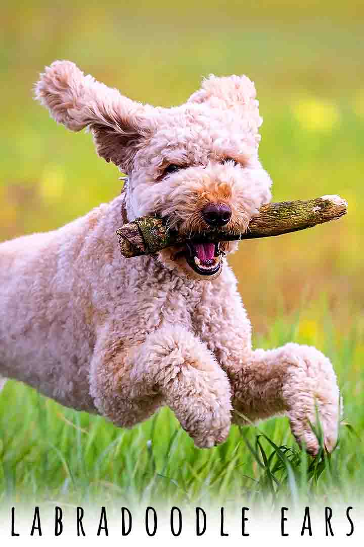 Labradoodle Ears Your Complete Care Guide