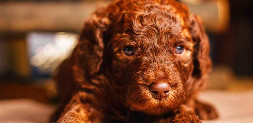 labradoodle puppies do not usually have a protective temperament