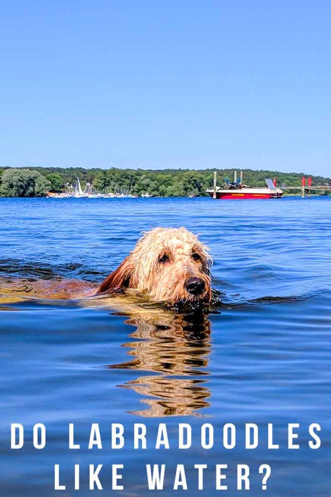 labradoodle dog swimming in water