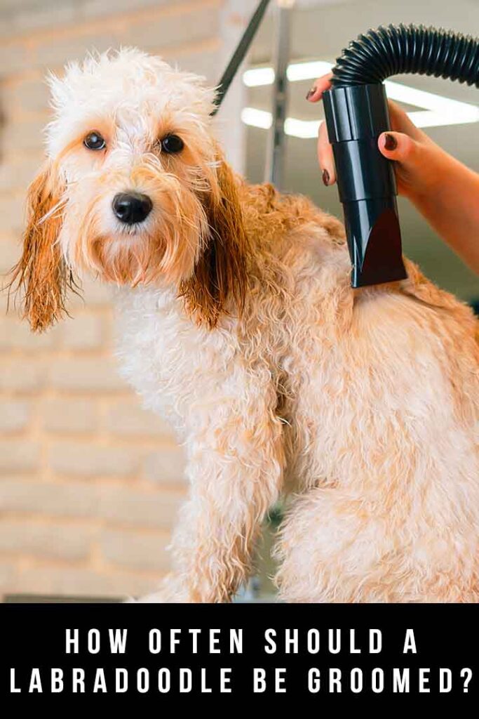 how often should i groom my labradoodle