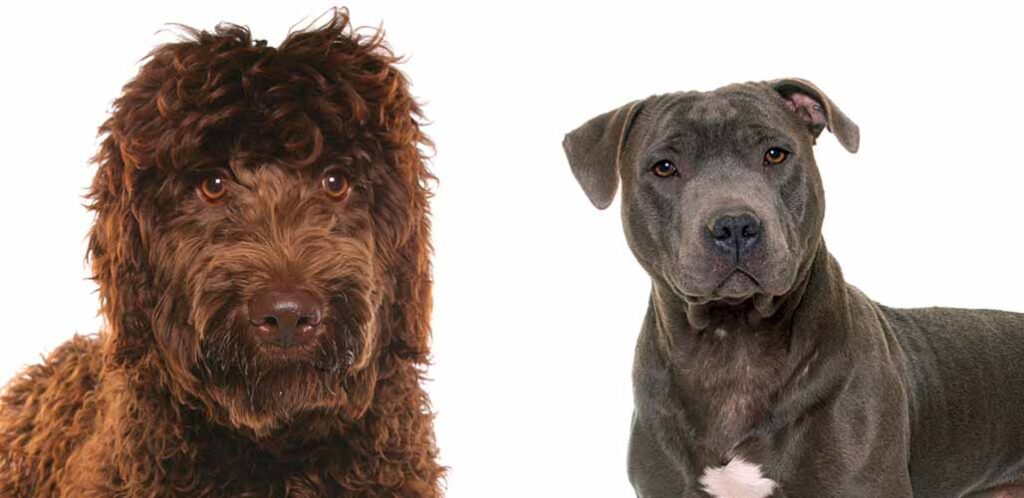 labradoodle and a pitbull