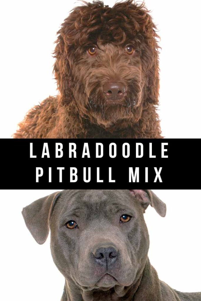 labradoodle pitbull mix