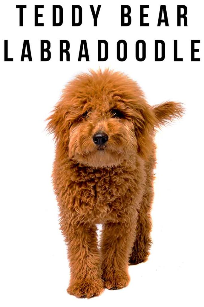 teddy bear labradoodle dog
