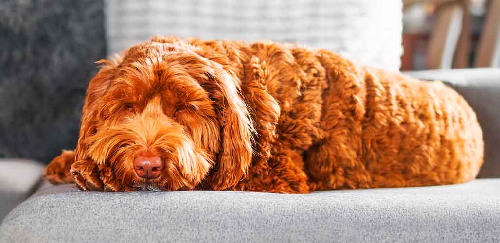 can two labradoodles mate