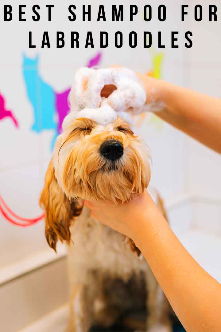 Best Shampoo for Labradoodles Top Picks For Curly Fur