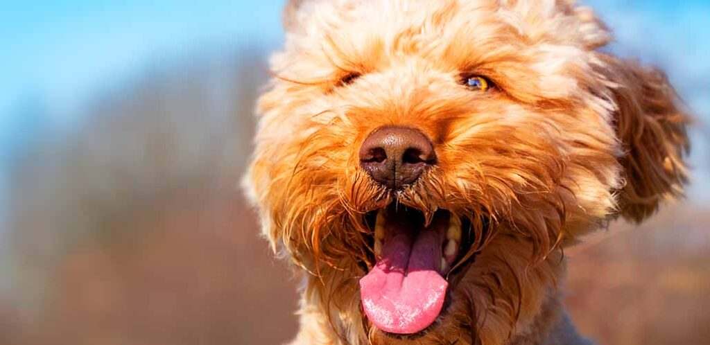 gold labradoodle dog with mouth open