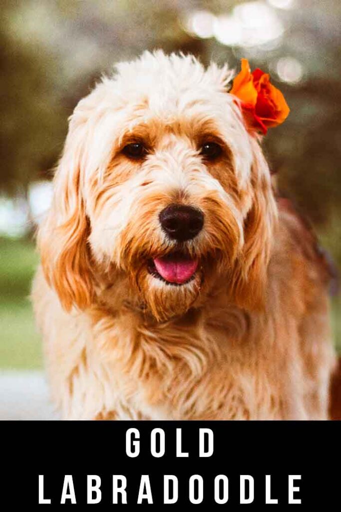 gold labradoodle with flower
