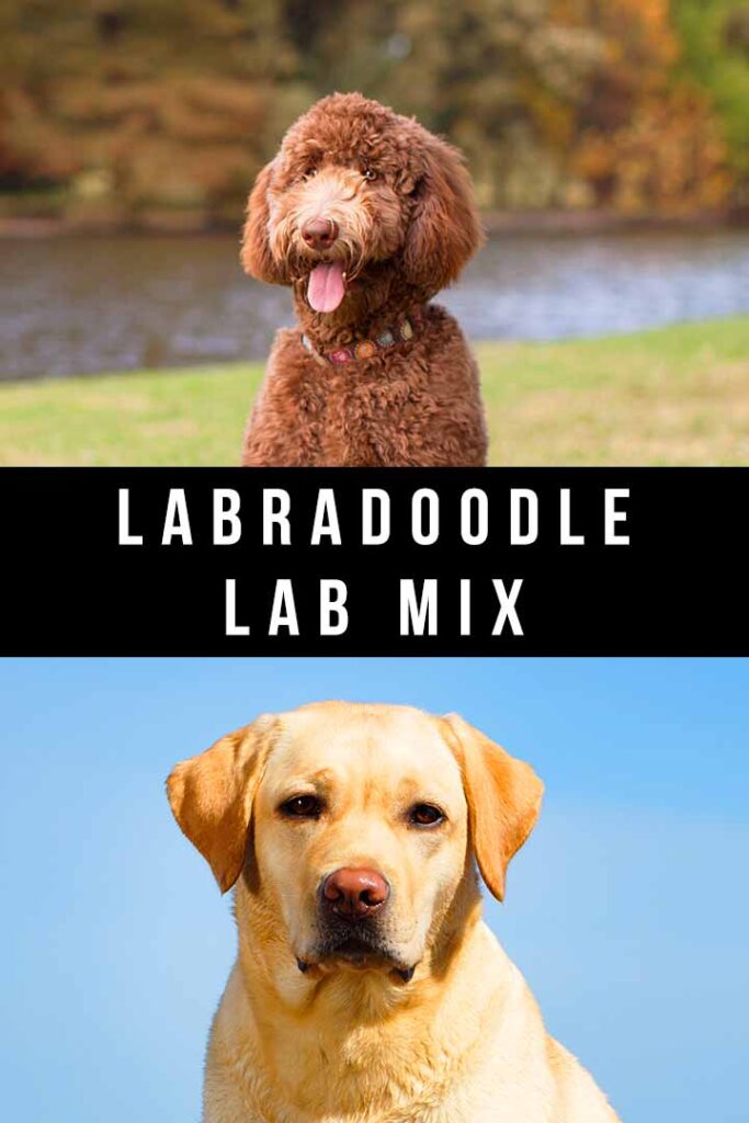 Labradoodle Lab Mix - A Friendly, Energetic Combination