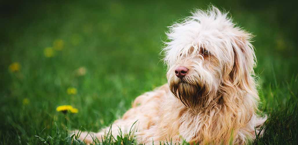 is matted hair painful for dogs