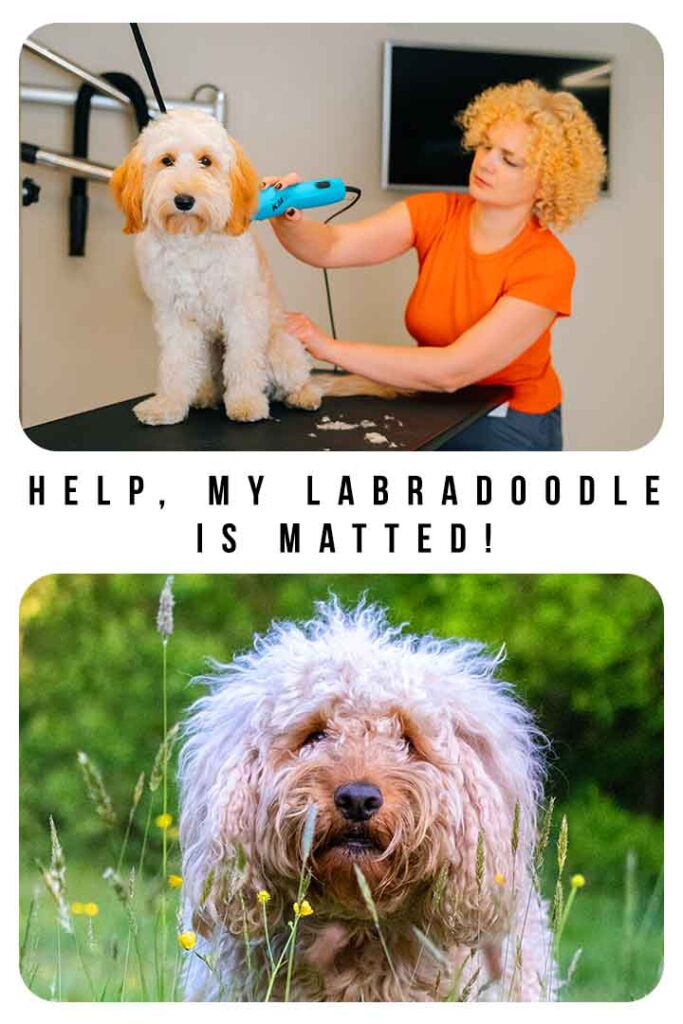 My Labradoodle Is Matted Help!