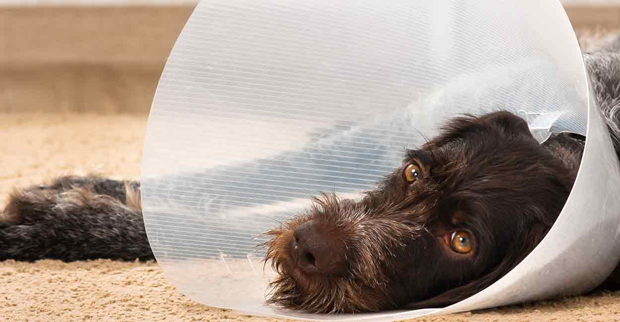 When To Take The Cone Off A Dog After Neuter