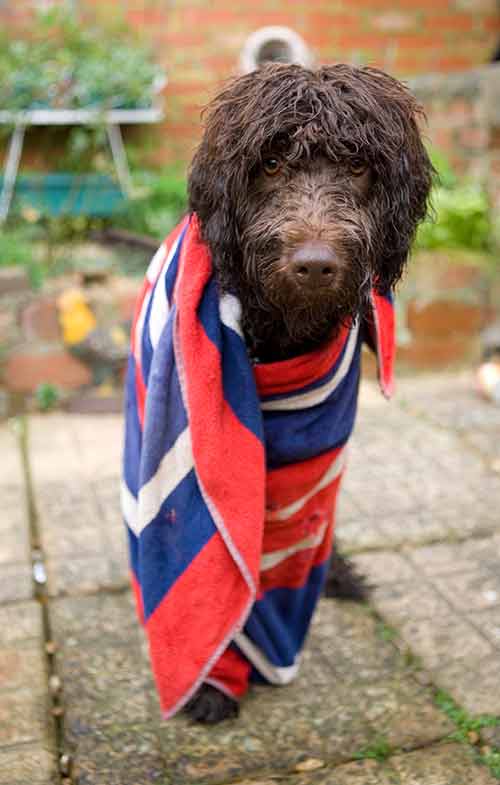 brown labradoodle wrapped in a brightly colored towel