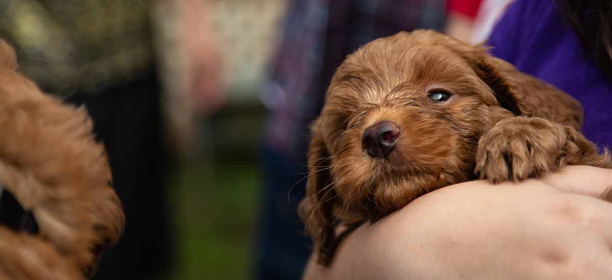 Puppy Screaming In Crate For Hours? Three Steps To Crate Success